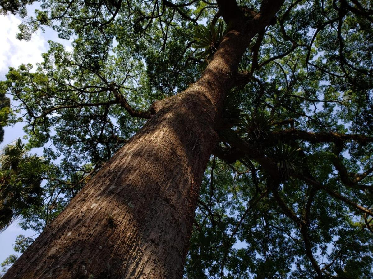 فيلا Casa Fazenda Inglesa - Anexo Petrópolis المظهر الخارجي الصورة